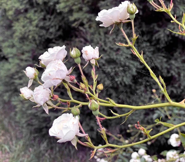 Pequeñas Rosas Blancas Arbustos Color Rosa Claro Que Florecen Carretera —  Fotos de Stock