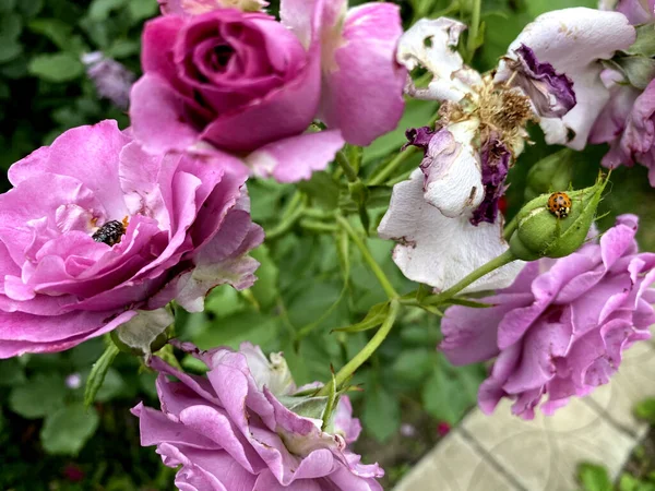 Withered Pink Roses Green Garden Faded Background Autumn Ladybug Petals — Stock Photo, Image