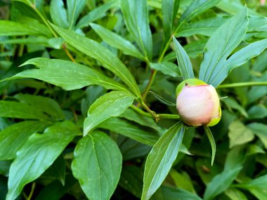 Açılmamış pembe şakayık Bud 'ı bahçede yeşil bir arka plan. Çiçek yetiştirmek, bitkilerle ilgilenmek, seçici odaklanma