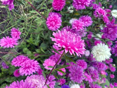 Yeşil yapraklı mor, pembe, beyaz, paskalya çiçekleri. Renkli, çok renkli, paskalya çiçekleri, çok yıllık bitki. Paskalya çiçekli bahçe yatağını Eylül ayının başlarında kapatın.