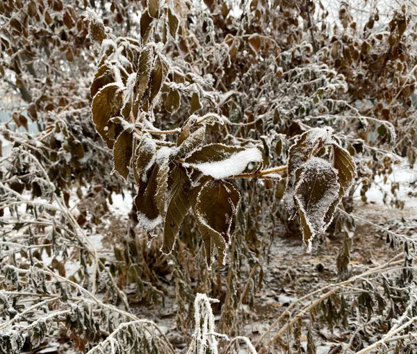 Leaves and branches in cold weather with frost and small icicles lit by winter sun. Detail on small brown leaf covered with snow.