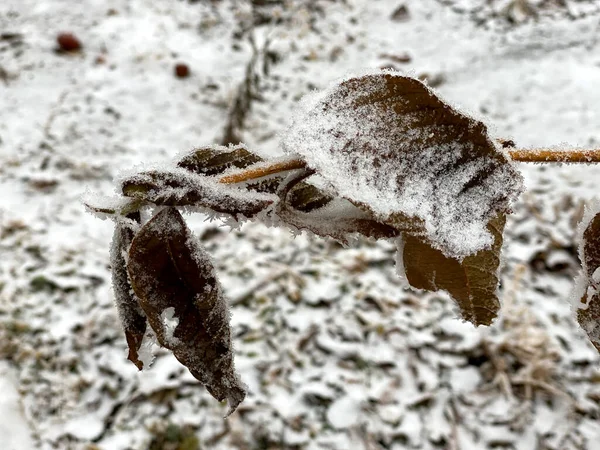 Levelek Ágak Hideg Időben Fagy Kis Jégcsapok Világít Téli Nap — Stock Fotó