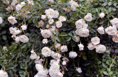 Bahçedeki yolda açan küçük beyaz gül çalıları. Koyu yeşil arka planda güzel bir buket beyaz gül. Bahçe güllerinin bakımı