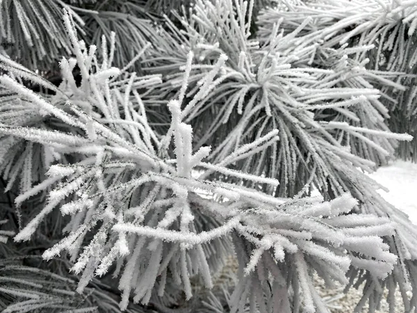 Closeup View Coniferous Fir Tree Branches Sharp Needles Covered Snow — Stock Photo, Image