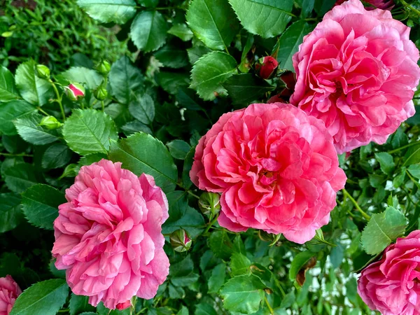 Rosa Rosor Blommar Rosor Trädgård Bakgrund Rosor Blommor — Stockfoto