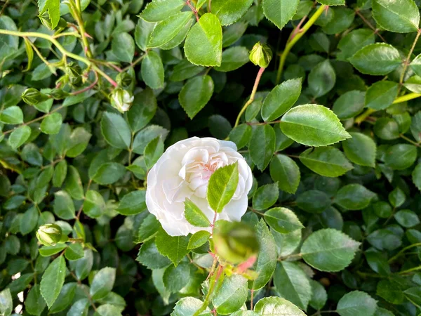 Pequeñas Rosas Blancas Arbustos Que Florecen Fondo Las Hojas Verdes —  Fotos de Stock