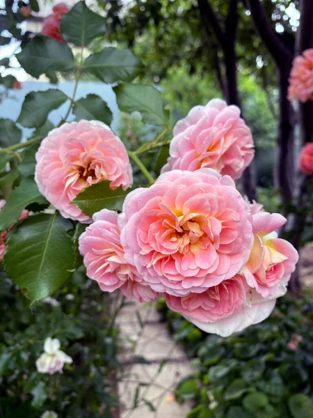 Rosa Rosor Blommar Rosor Trädgård Bakgrund Rosor Blommor — Stockfoto