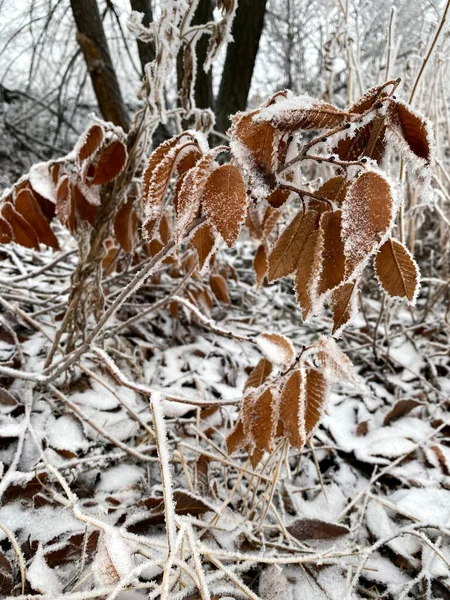 冬の太陽に照らされた霜や小さなつららと寒さの中で葉や枝 雪に覆われた小さな茶色の葉の詳細 — ストック写真