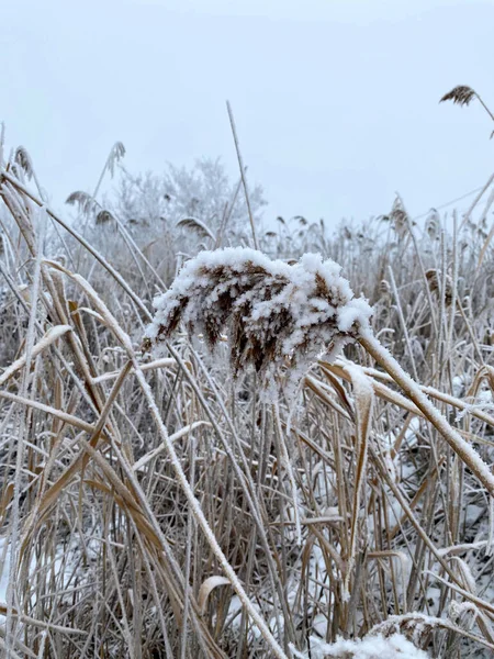 Téli Erdő Oroszországban Hóval Borított Száraz Nád Egy Befagyott Tavon — Stock Fotó