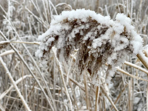 Téli Erdő Oroszországban Hófödte Száraz Nádasok Közel Egy Befagyott Tóhoz — Stock Fotó