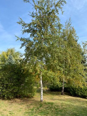 Ağacın arka planında bir huş ağacının güz yaprakları. Güzel sonbahar arkaplanı