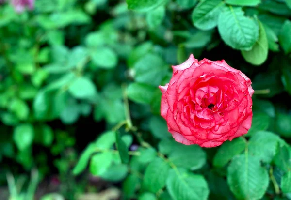 Ros Blomma Blommar Rosor Trädgård Bakgrund Rosor Blommor — Stockfoto