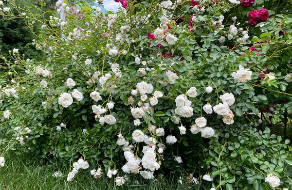 Pequenos Arbustos Rosas Brancas Florescendo Estrada Jardim Belo Buquê Rosas — Fotografia de Stock