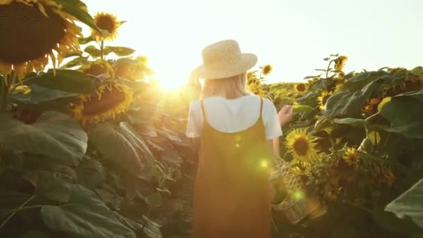 Kobieta idzie przez pole słoneczników z koszykiem kwiatów w rękach. Trzyma w ręku słomkowy kapelusz. Zachód słońca. 4K — Wideo stockowe