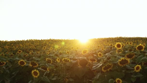 Een veld van zonnebloemen. Zonsondergang op de achtergrond. 4K — Stockvideo