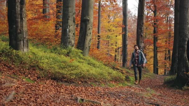 Un homme marche dans une forêt de montagne d'automne. Il regarde la nature environnante. Randonnée dans les montagnes. 4K — Video