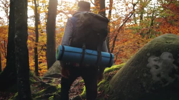 男が秋の森を歩いている。彼は大きな岩に行くつもりだ。山の中でハイキング。4K — ストック動画