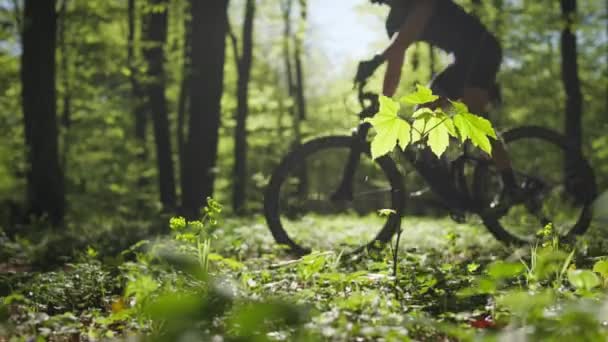 サイクリストが森の道を通っている。手前に小さな木が生えている。太陽は輝いている。4K — ストック動画