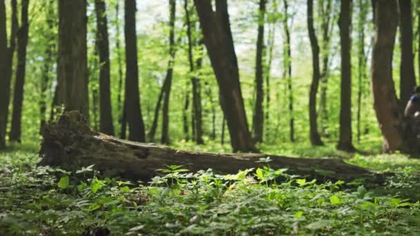 Un ciclista sta cavalcando lungo un sentiero forestale. Sta girando intorno ad un albero caduto. Allenamento in MTB. 4K — Video Stock