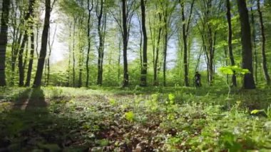 Bir bisikletçi orman yolu boyunca gidiyor. O, bir bisikletin üzerinde sıçrama yapıyor. Ormanda MTB bisiklet eğitimi. Güneş ağaçların arasından parlıyor. 4k