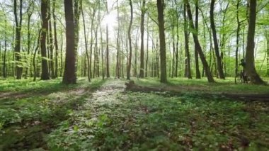 Bir bisikletçi orman yolu boyunca gidiyor. Devrilmiş bir ağacın etrafından dolanıyor. Ormanda MTB bisikletiyle antrenman yapmak. Güneş ağaçların arasından parlıyor. 4K 50fps