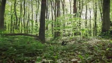 Bir bisikletçi ormanda tepelik bir yolda ilerliyor. Bisiklet kıyafeti giyiyor. Kamera ona doğru hareket ediyor. 4K 
