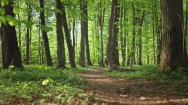 Bir bisikletçi hızla bisiklet üzerinde bir orman yolu sürer. MTB bisikleti üzerinde antrenman. Bisiklet kıyafeti giyiyor. 4K 