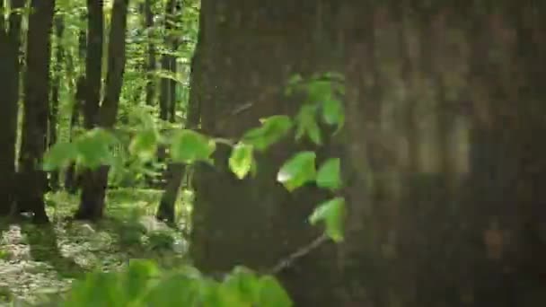 Un ciclista sta pedalando a velocità lungo un sentiero forestale. Ciao sta girando intorno agli alberi caduti. Allenamento in MTB. Il sole splende tra gli alberi. 4K 50fps — Video Stock