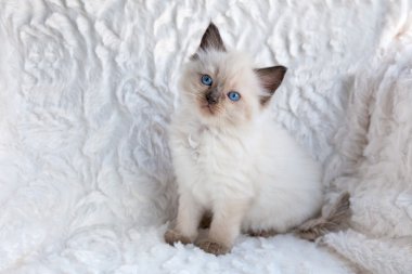 Kürk sandalyede oturan bir genç ragdoll kedi 