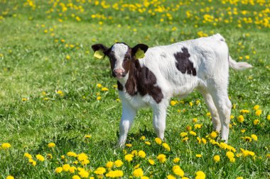 Yeni doğan buzağı ile sarı dandelions çayırda ayakta