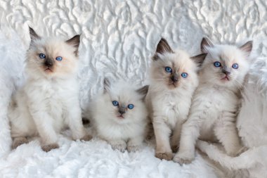 Bir sırada oturan dört genç Ragdoll cats