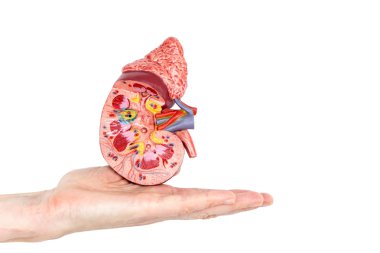 Flat hand showing model with inside of human kidney clipart