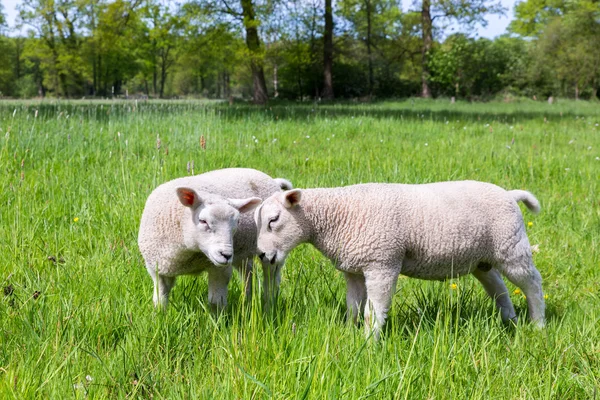 Dwa białe jagnięta gra razem w zielony łąka — Zdjęcie stockowe