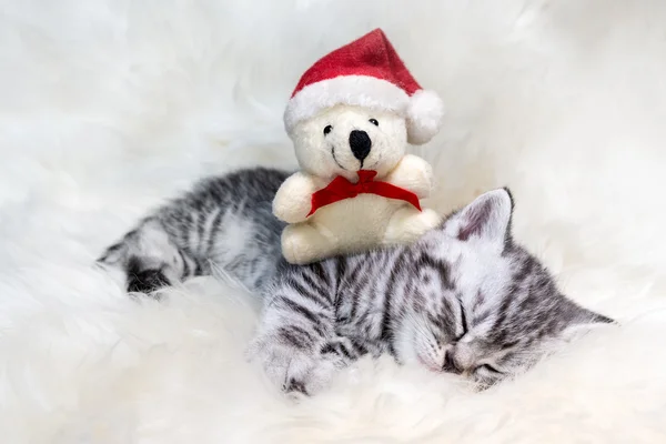 Durmiendo joven plata tabby gato con Navidad oso —  Fotos de Stock
