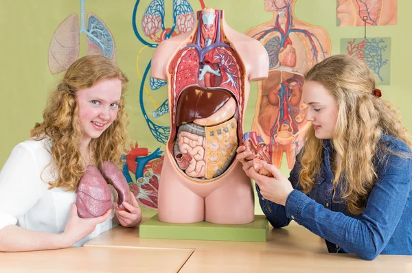 Две студентки изучают человеческие органы на уроке биологии — стоковое фото