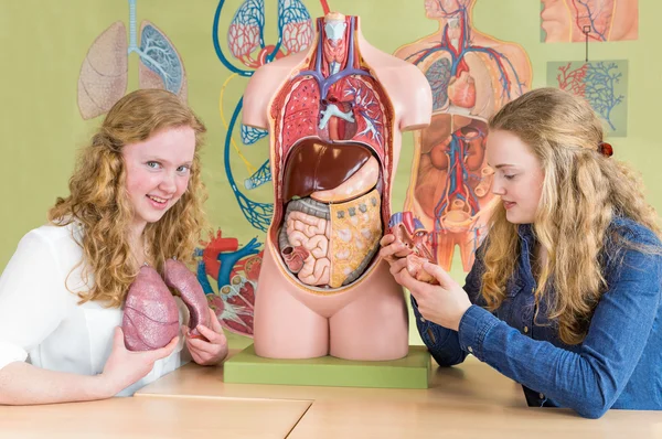 Dvě studentky studium lidských orgánů v hodinu biologie — Stock fotografie