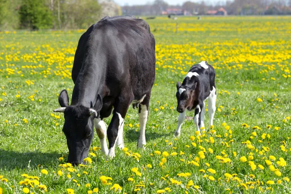 斑点的母牛和小牛在草甸与黄色的蒲公英 — 图库照片