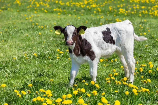 Standing newborn calf in meadow with yellow dandelions — Stock Photo, Image