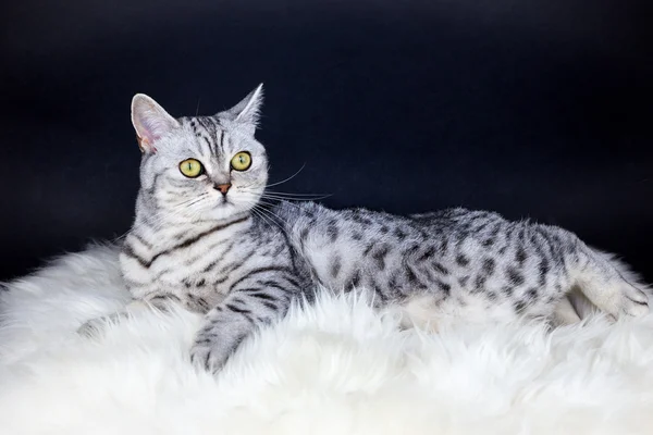 Britânico cabelo curto prata tabby gato deitado na pele de carneiro — Fotografia de Stock