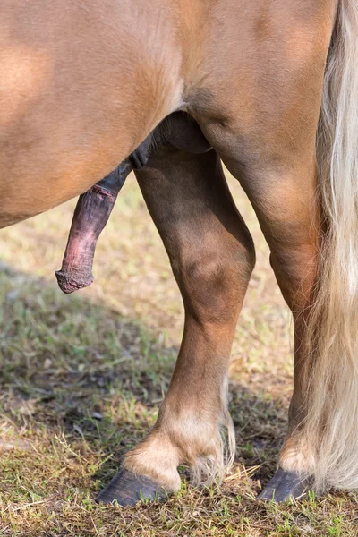 Érection rigide du pénis de poney avec les jambes arrière — Photo