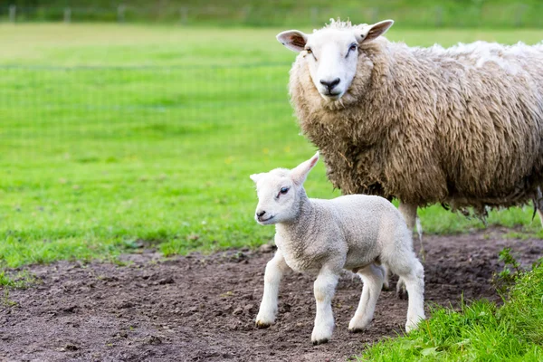 Matka owcze i jagnięce noworodka w łąka w wiosnę — Zdjęcie stockowe
