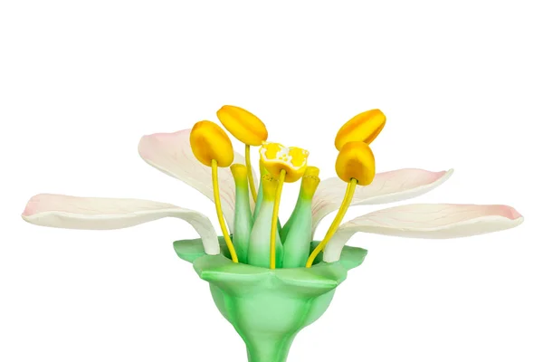Modell virág porzószálból és termőket növeszt, fehér háttér — Stock Fotó