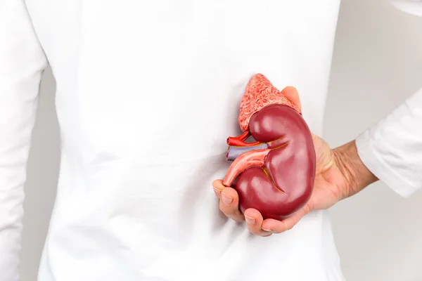 Hand holding model of human kidney organ at body — Stock Photo, Image