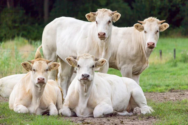 Group of white beige cows posing in meadow — Stock Photo, Image