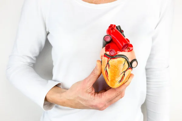 Hand holding human heart model in front of chest — Stock Photo, Image