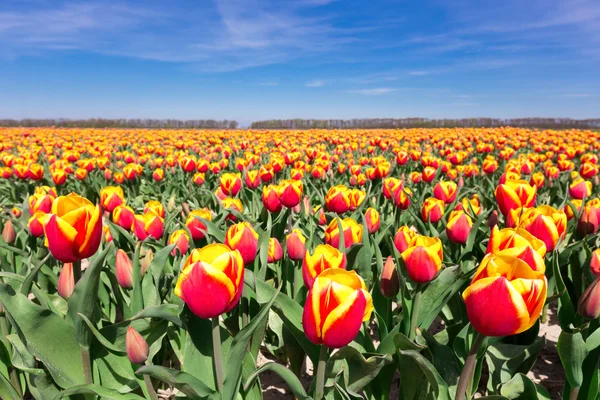 Поле червоних жовтих тюльпанів з блакитним небом в Голандії — стокове фото