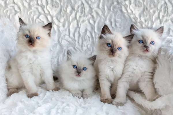 Fyra unga Ragdoll katter sitter i rad — Stockfoto
