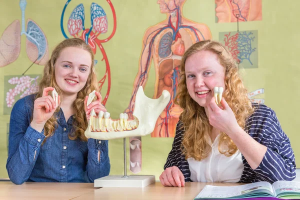 Two female students exploring jaw model with teeth in biology — Stock Photo, Image