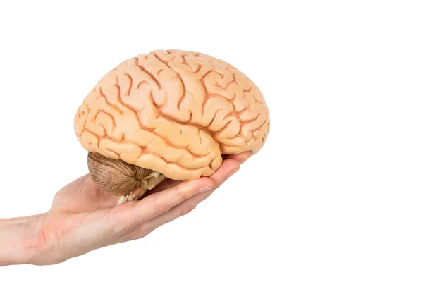 Hand holding model human brains isolated on white background — Stock Photo, Image