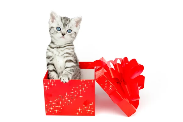Joven gato tabby plata de pie en caja roja con estrellas —  Fotos de Stock